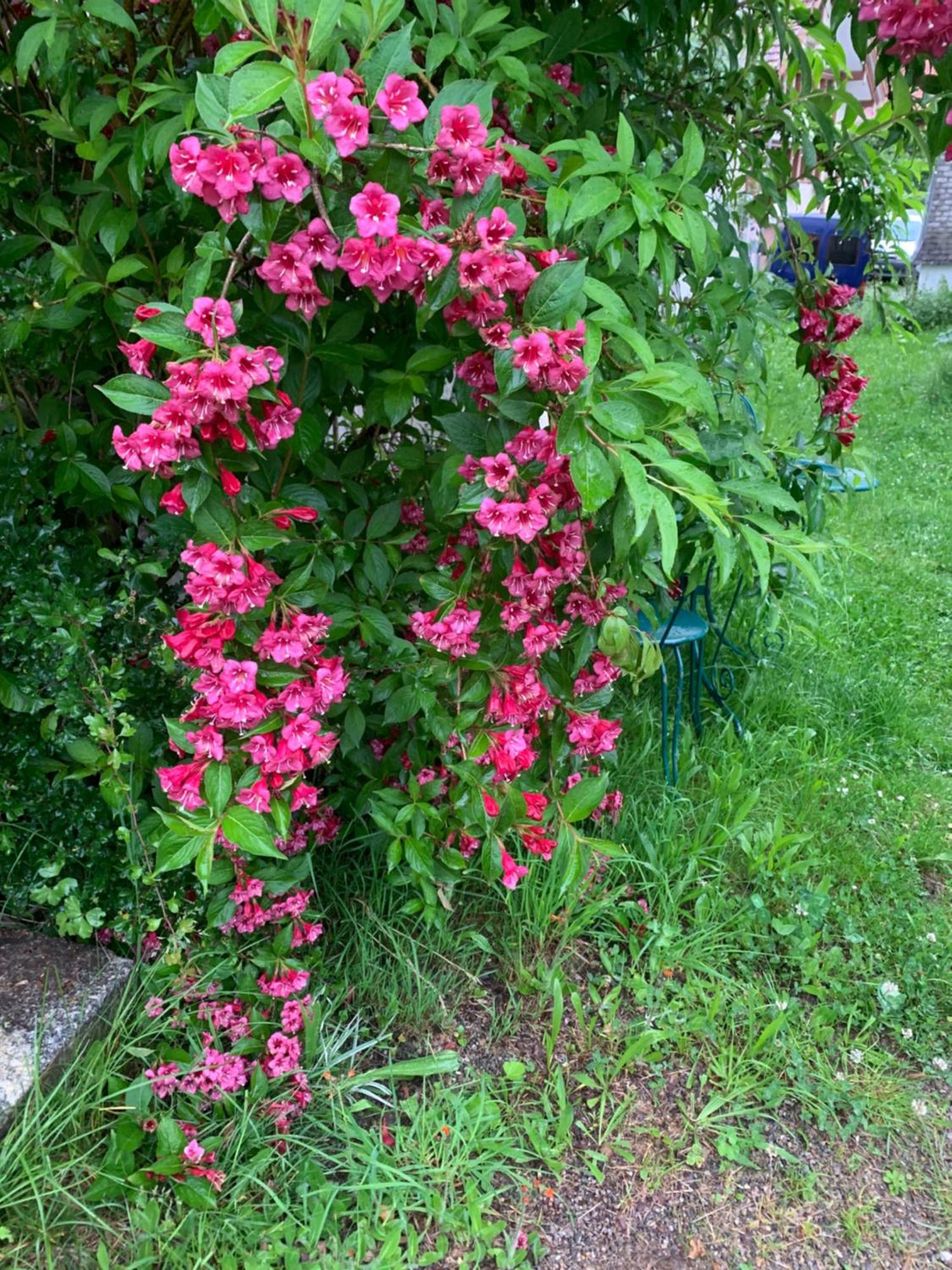 Homestay Gemuetliches Chalet-zimmer In Swiss Historic Holidays Rosalie Brunnadern
